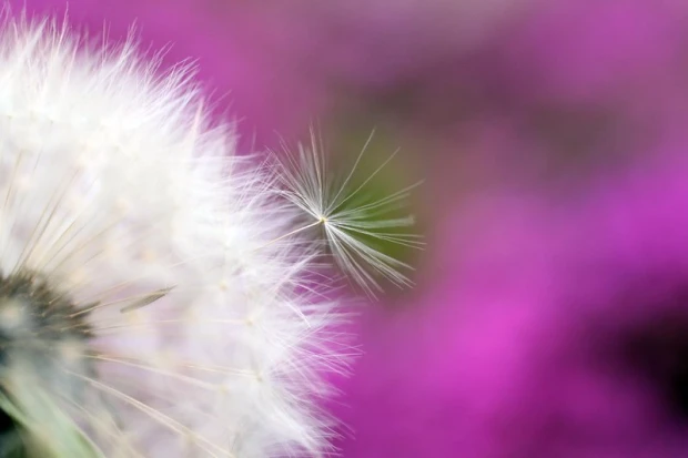 Wall mural of a dandelion on a purple background FP 339 - Graphic design with white hairs on a purple backdrop.