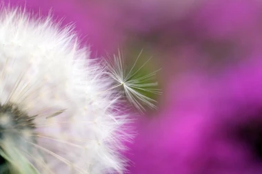Wall mural of a dandelion on a purple background FP 339 - Graphic design with white hairs on a purple backdrop.