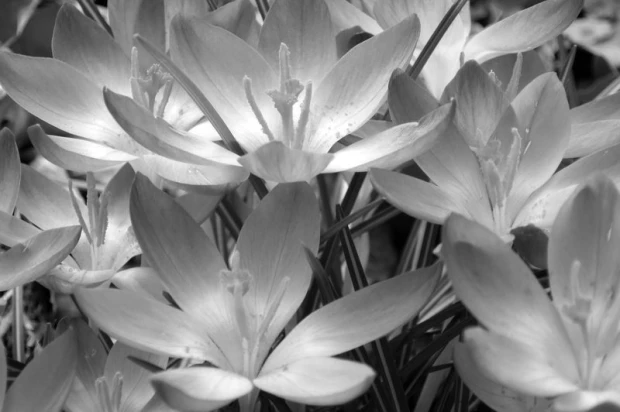 Wall mural of crocuses revealing their interior FP 372 - Graphic pattern. Flowers with delicate petals in shades.