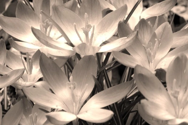 Wall mural of crocuses revealing their interior FP 372 - Graphic pattern. Flowers with delicate petals in light colors.