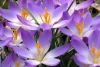Wall mural of crocuses revealing their interior FP 372 - Graphic pattern. Flowers in shades of purple with yellow.