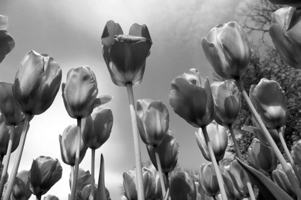 Wall mural of red tulips against a sky background FP 410 - Graphic design with tulip flowers in various positions.