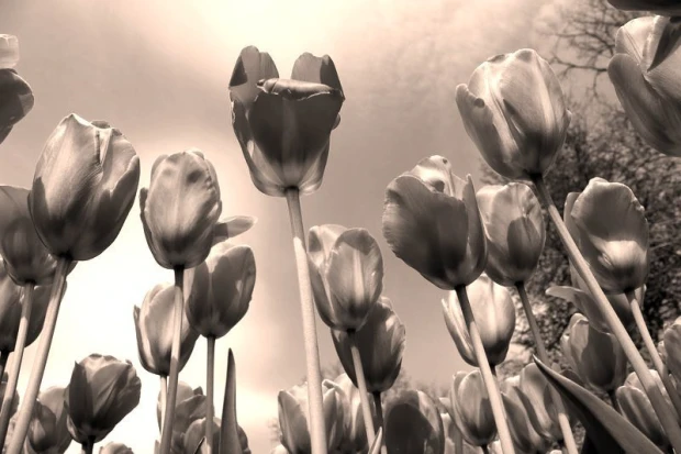 Wall mural of red tulips against the sky FP 410 - Graphic design. Tulip flowers in various positions on the background.