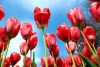 Wall mural of red tulips against a sky background, FP 410 - Graphic design with tulips in various positions.