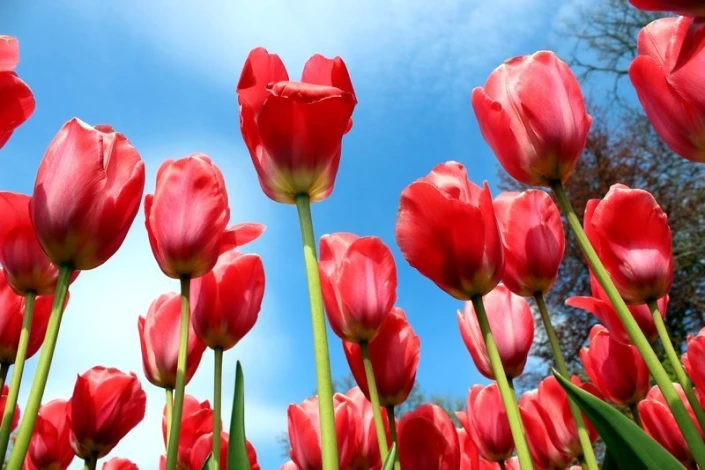 Wall mural of red tulips against a sky background, FP 410 - Graphic design with tulips in various positions.