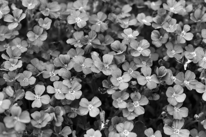 Wall mural with small purple flowers FP 398 - Graphic design featuring delicate petals in various shades.