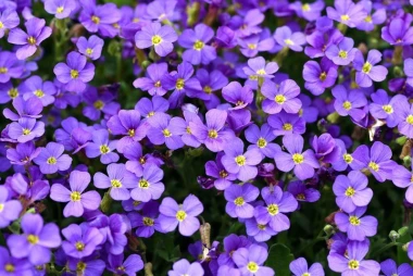 Wall mural with small purple flowers FP 398 - Graphic pattern. Flowers in shades of purple with yellow centers.