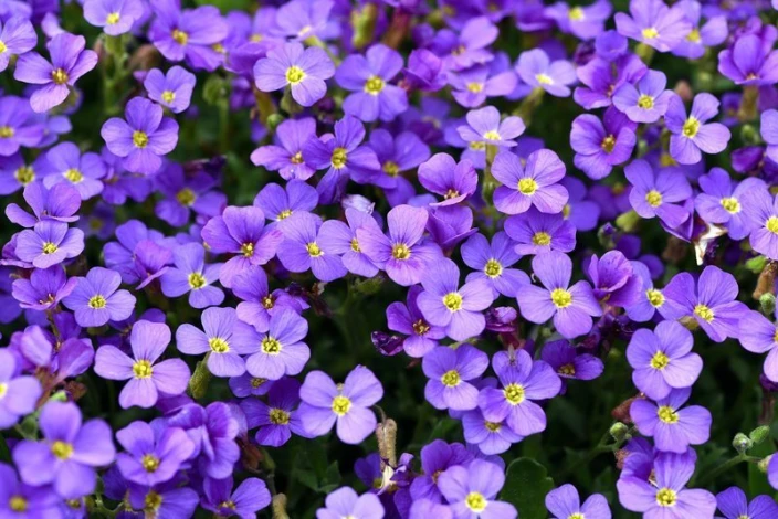 Wall mural with small purple flowers FP 398 - Graphic pattern. Flowers in shades of purple with yellow centers.
