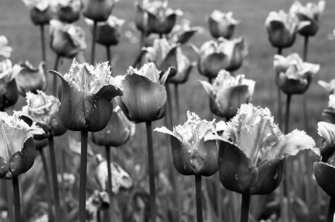 Purple fringed tulips wall mural FP 406 - Graphic design featuring tulip flowers with frayed edges.