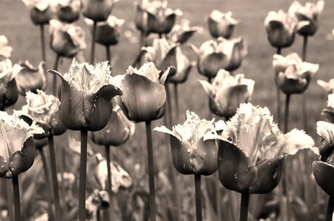 Purple fringed tulip wall mural FP 406 - Graphic design featuring tulips with frayed edges.