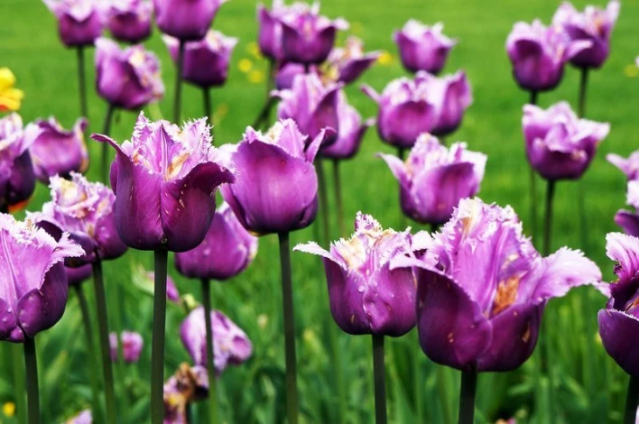 Purple fringed tulips wallpaper FP 406 - Graphic design. Purple tulips on a green background.