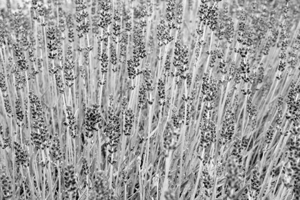 Lavender field wall mural FP 418 - Graphic design featuring dense lavender fields in shades of gray.