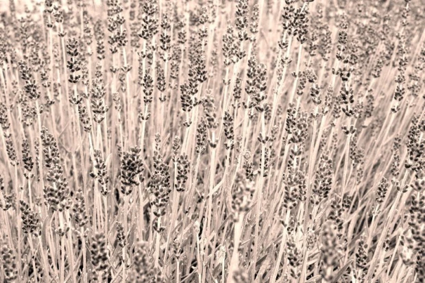 Lavender field wall mural FP 418 - Graphic design with lavender flower shapes in vertical rows on a light background.