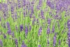 Lavender field wall mural FP 418 - Graphic design. Purple lavender flowers in dense clusters on a green background.