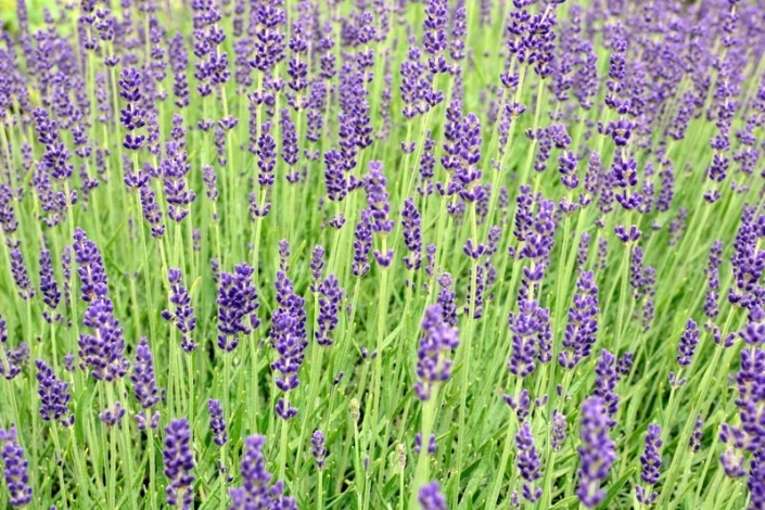 Lavender field wall mural FP 418 - Graphic design. Purple lavender flowers in dense clusters on a green background.