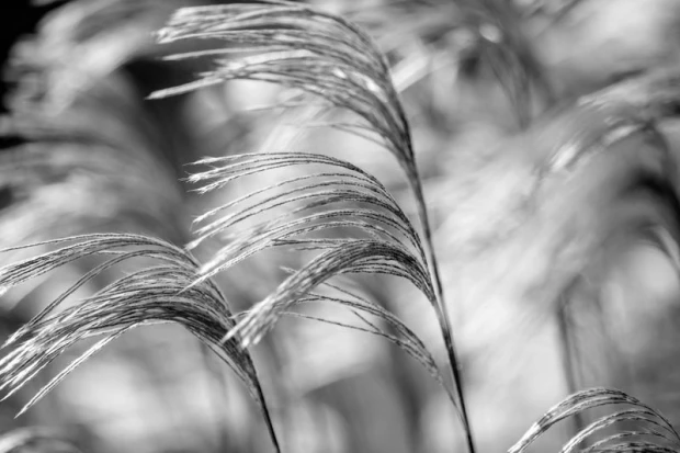 Wall mural of waving grasses FP 449 - Graphic design featuring grasses in shades of gray.