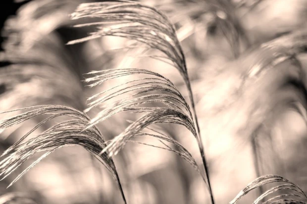Wall mural of wavy grasses FP 449 - Graphic design. Soft, flowing shapes of grass in shades of beige and brown.
