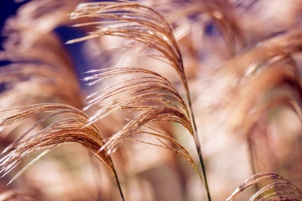 Wall mural of wavy grasses FP 449 - Graphic design with soft, flowing shapes in shades of brown and beige.