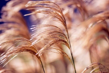 Wall mural of wavy grasses FP 449 - Graphic design with soft, flowing shapes in shades of brown and beige.