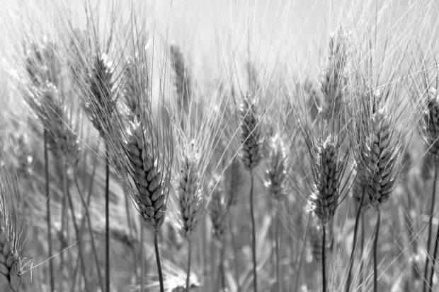 Wall mural of a grain field FP 461 - Graphic design featuring grains in shades of gray with distinct ears and subtle details.