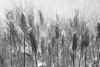 Wall mural of a grain field FP 461 - Graphic design featuring grains in shades of gray with distinct ears and subtle details.