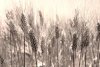 Wall mural of a grain field FP 461 - Graphic design featuring grains in shades of brown and beige with distinct ears.