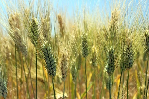 Wall mural of a grain field FP 461 - Graphic design. Grains in shades of green and gold with a blue sky background.