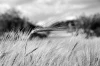 Wheat field wall mural FP 428 - Graphic design featuring grain in shades of gray.