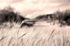 Wheat field wall mural FP 428 - Graphic design featuring grain against a blurred landscape background.