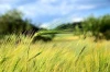 Wheat field wall mural FP 428 - Graphic design. Green wheat fields with long stalks against a sky backdrop.