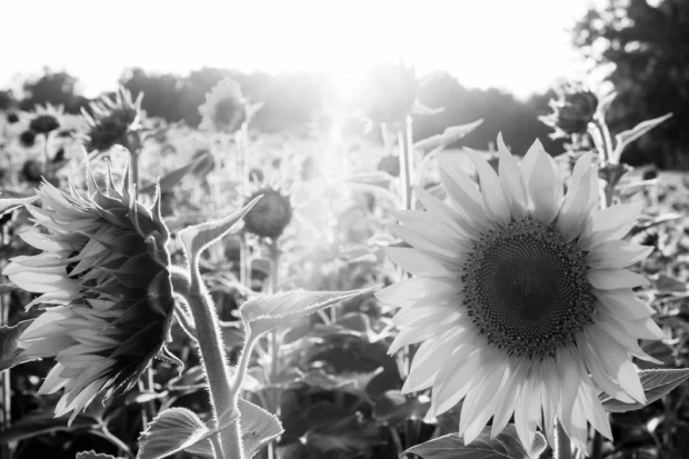 Sunflower wall mural FP 463 - Graphic design featuring sunlit sunflowers in various positions.