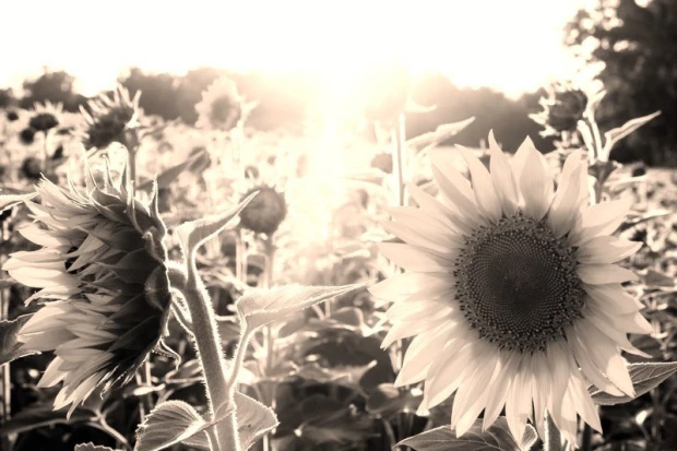 Sunflower wall mural FP 463 - Graphic design featuring sunlit sunflowers in various positions on a light background.