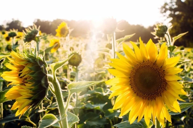 Sunflower wall mural FP 463 - Graphic design featuring bright yellow sunflowers in full bloom.