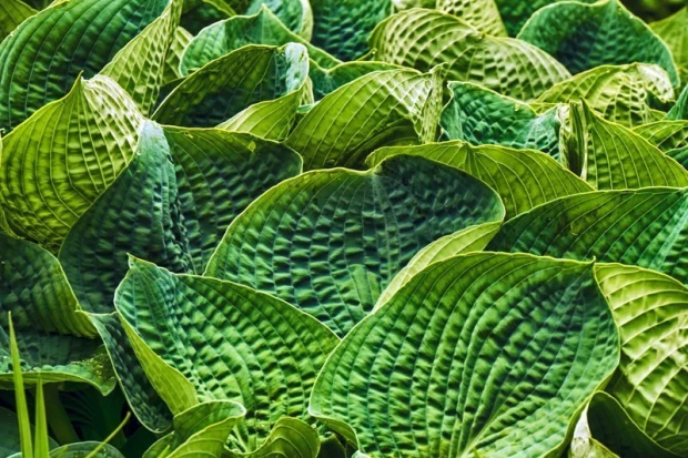 Vibrant green leaf wallpaper FP 458 - Graphic design with wavy-edged leaves in various shades.