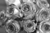 Wall mural with stunning roses FP 435 - Graphic design. Roses in shades of gray with visible petal details.