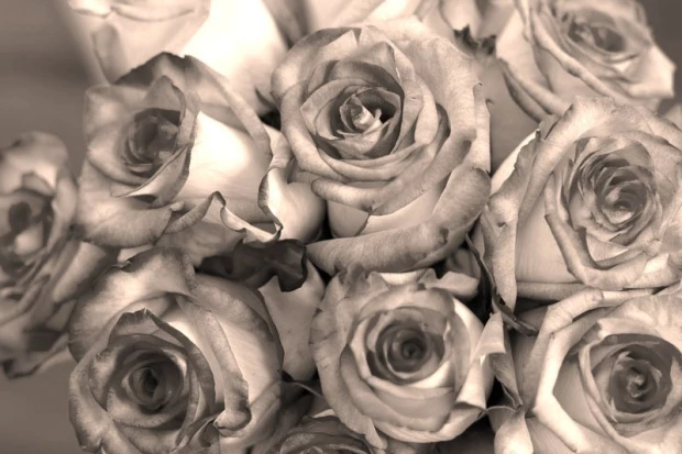 Wall mural with stunning roses FP 435 - Graphic design. Roses in shades of gray with visible petals and details.
