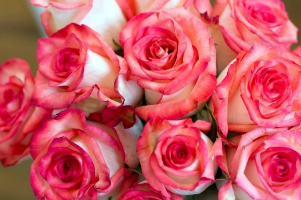 Wall mural with stunning roses FP 435 - Graphic design. Roses in shades of pink and white with delicate petals.
