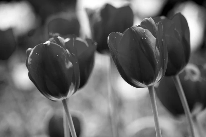 Wall mural featuring beautiful red tulips FP 511 - Graphic design with tulips in various shapes and distinct petals.