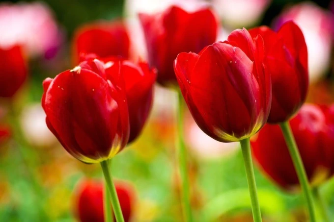 Wall mural of beautiful red tulips FP 511 - Graphic design. Red tulips with rounded petals and green leaves.