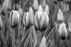 Wall mural of tulips FP 497 - Graphic design. Tulip flowers in various shapes and shades of gray.