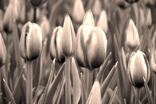 Wall mural of tulips FP 497 - Graphic design. Tulips in various shapes and shades of gray on a background.