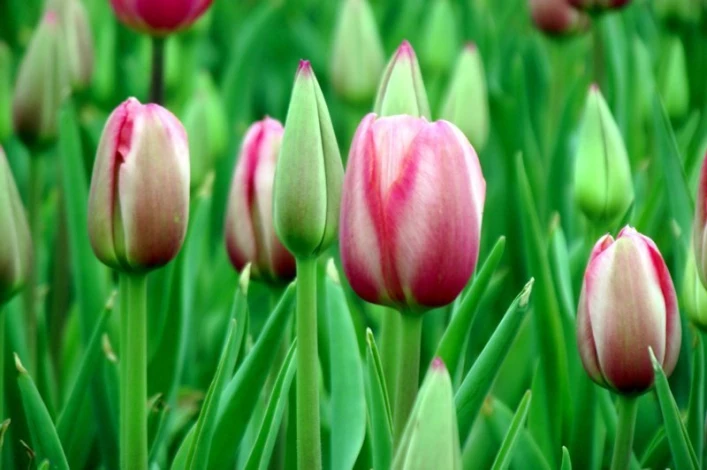 Wall mural of tulips from FP 497 - Graphic design featuring tulip flowers in various shades of pink and green.