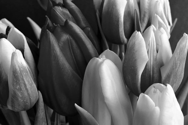 Wall mural of a bouquet of colorful tulips FP 530 - Graphic design featuring close-up flowers in various shapes and colors.