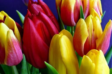 Wall mural of a colorful tulip bouquet FP 530 - Graphic design. Flowers in shades of red and yellow with green accents.