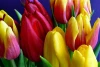 Wall mural of a colorful tulip bouquet FP 530 - Graphic design. Flowers in shades of red and yellow with green accents.