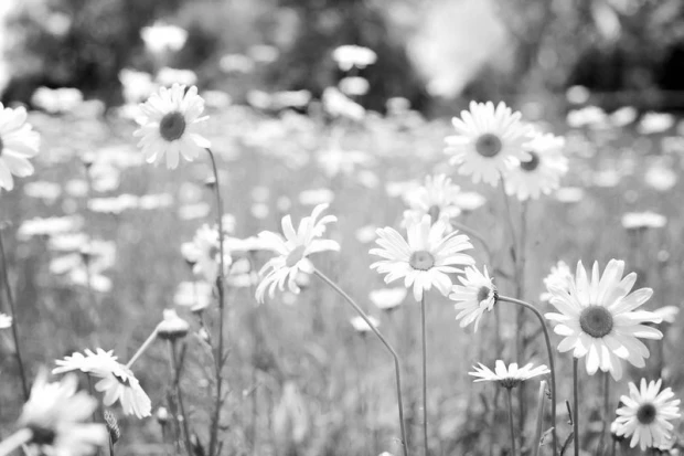 Wall mural of a chamomile field FP 568 - Graphic design with white chamomile flowers on a green grass background.