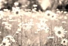 Wall mural meadow full of chamomiles FP 568 - Graphic design. Chamomile flowers in various positions on a grass background.