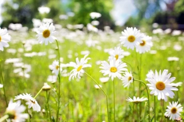 Wall mural meadow full of chamomiles FP 568 - Graphic design. White chamomile flowers on a green grass background.