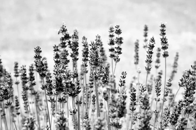 Wall mural of lavender growing in a meadow FP 556 - Graphic design featuring lavender in shades of gray.