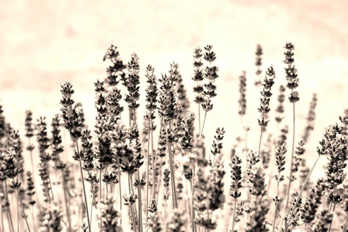 Lavender wall mural FP 556 - Graphic design featuring lavender flowers in shades of gray on a meadow.